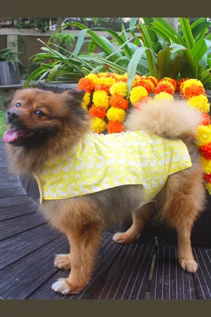 Vastramay Chikankari Pure Cotton Dog Dress