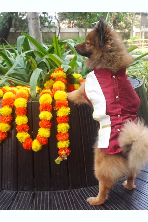 Vastramay Shirt With Angavastaram Dog Dresses