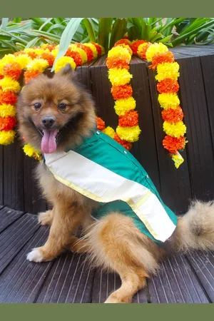Vastramay Shirt With Angavastaram Dog Dresses