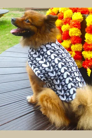 Vastramay Chikankari Embroidered Pure Cotton Dog Dress