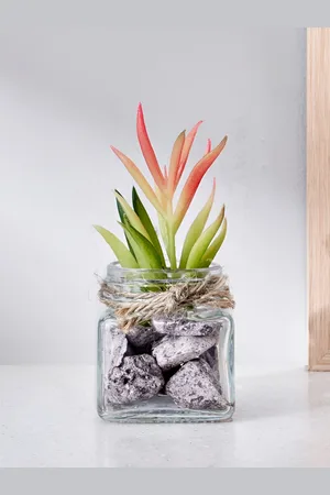 Home Centre Corsica Pink Tricia Artificial Succulent in Glass Jar