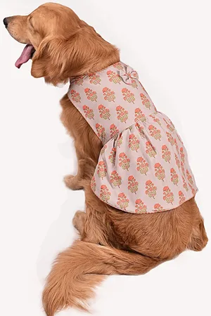 Vastramay Graphic Printed Viscose Rayon Dog Dress