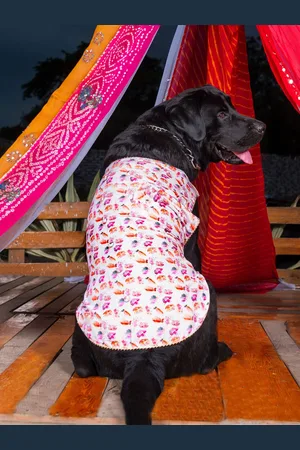 Vastramay White Abstract Printed Cotton Blend Ethnic Dog Jacket